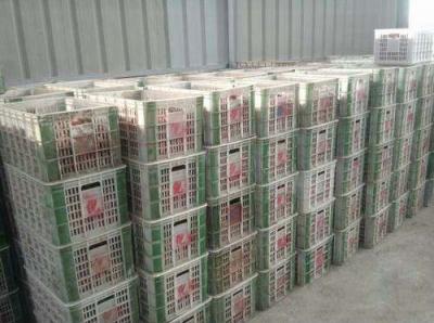 冷凍庫(kù)工程案例